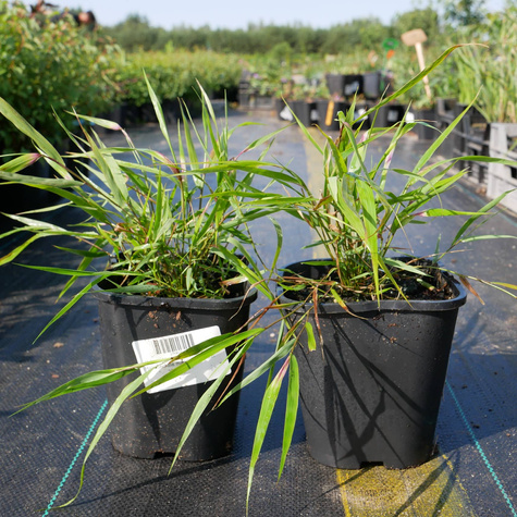 Hakonechloa smukła Beni Kaze (C2)