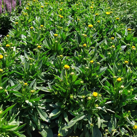 Nachyłek wielkokwiatowy Solanna Golden Sphere