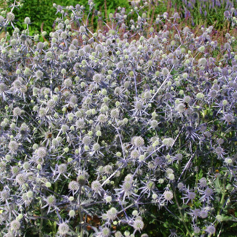 Mikołajek płaskolistny