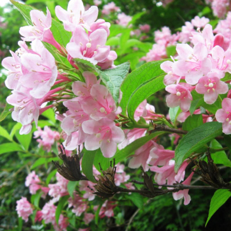 Krzewuszka cudowna Rosea (C2)