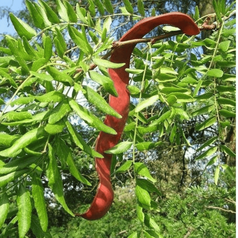 Glediczja trójcierniowa Iglicznia trójcierniowa (C2)