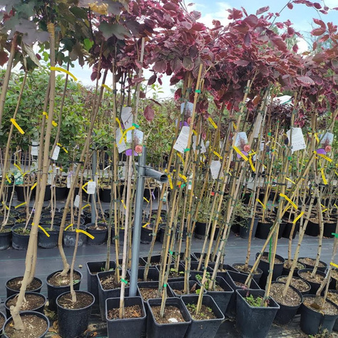 Buk pospolity Tricolor