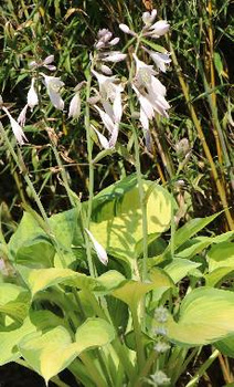 Funkia ogrodowa Paul's Glory Hosta