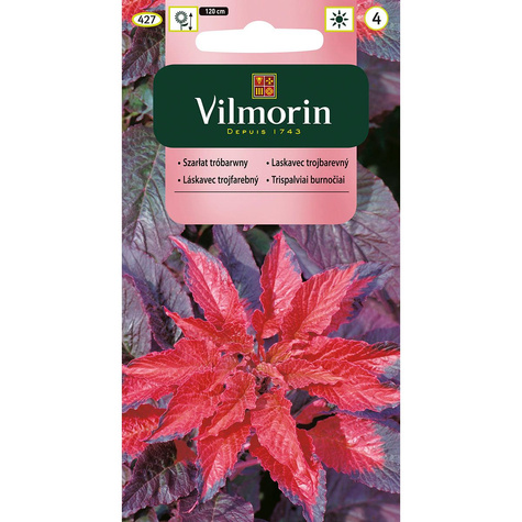 Amarantus, Szarłat trójbarwny różnobarwne liście 1g