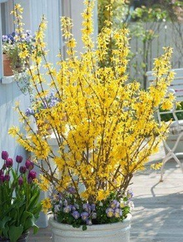 Forsycja pośrednia Flojor (P9)