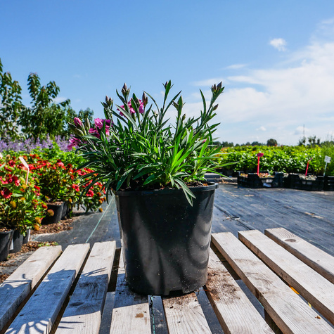 Goździk ogrodowy Pink Eyes (C2)