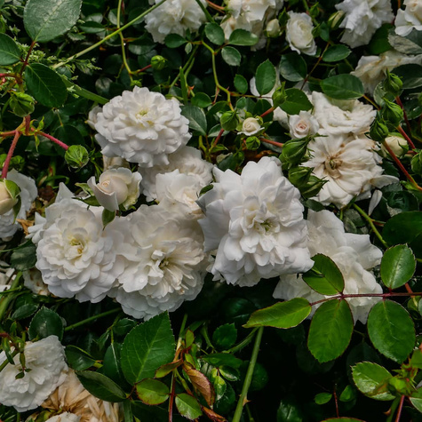 Róża okrywowa Sea Foam biała (C2)