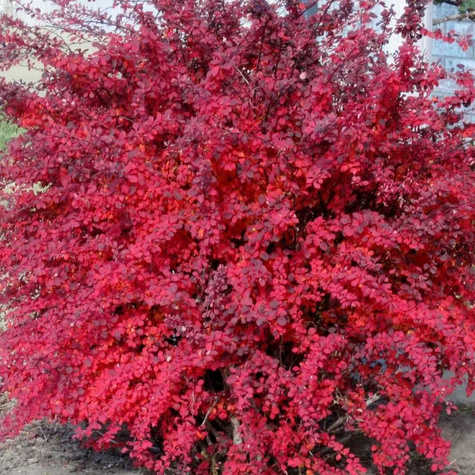 Berberys Thunberga Red Compact (C2)