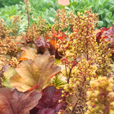 Żurawka ogrodowa Little Cutie Blondie (C2)