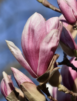 Magnolia Soulange'a 'Alexandrina'