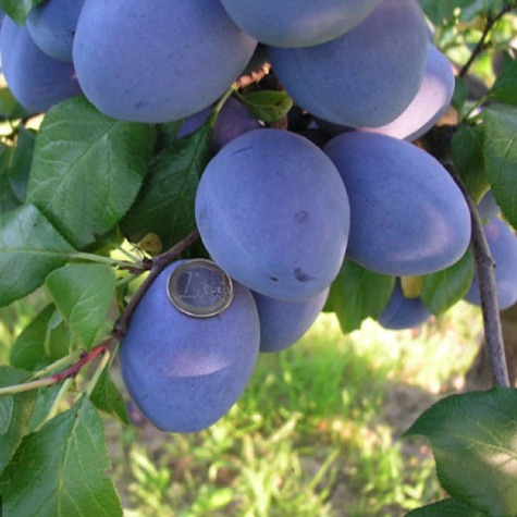 Śliwa Empres Plant Pack