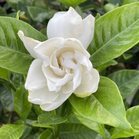Gardenia Grandenia (C2)