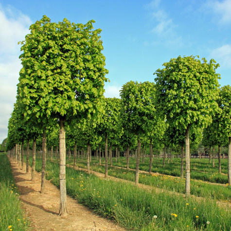 Lipa holenderska Pallida (C2)