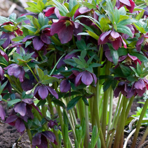 Ciemiernik wschodni Slaty Blue (C2)