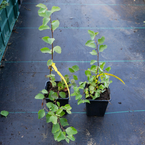 Tawuła van Houtte'a (P9)