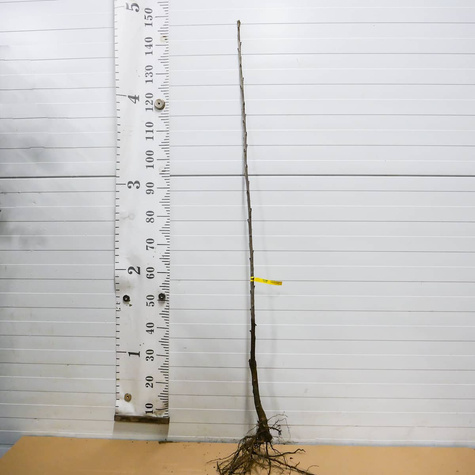 Czereśnia półkarłowa Jacinta chrupkie owoce Plant Pack