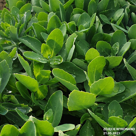 Rozchodnik okazały Brillant (C2)