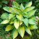 Funkia Hosta June (C2)
