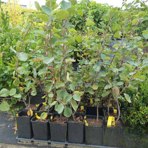 Świdośliwa olcholistna Northline