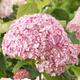 Hortensja krzewiasta Candybella Bubblegum (C2)
