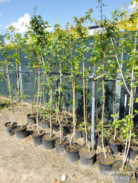 Klon polny obw. 8-10cm