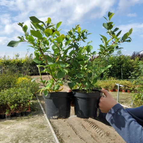 Borówka amerykańska Bluejay średnio wczesna (C2)