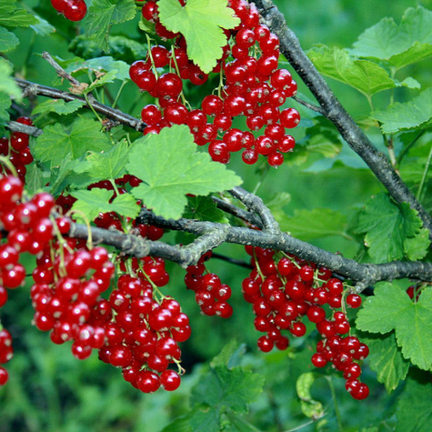 Porzeczka czerwona Maraton na pniu Plant Pack