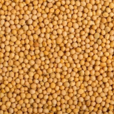 Gorczyca biała cena za 0,5kg