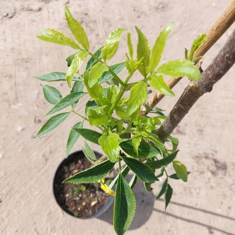 Bez koralowy Sambucus racemosa (C2)