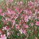 Gaura Gambit Rose Bicolor (C2)
