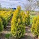 Thuja Tuja Żywotnik zachodni Jantar (C5)