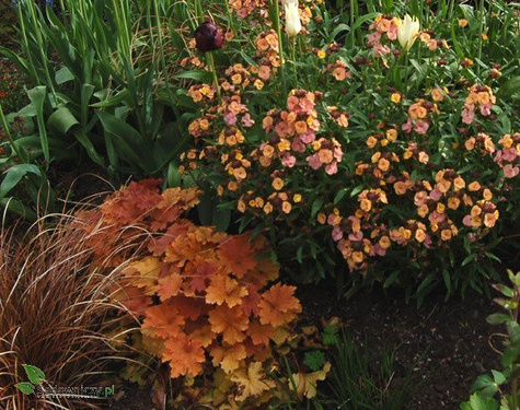 Żurawka ogrodowa Ginger Peach (C2)