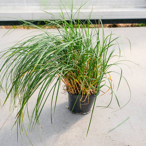 Turzyca piaskowa (C2)