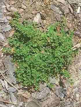 Irga zagęszczona Mirelle