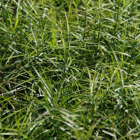 Turzyca palmowa Little Midge