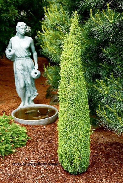 Jałowiec pospolity Suecica Aurea (C2)