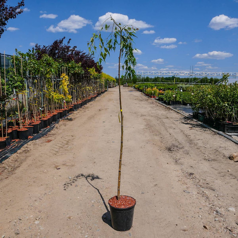 Brzoza brodawkowata Gracilis szczepiona na pniu