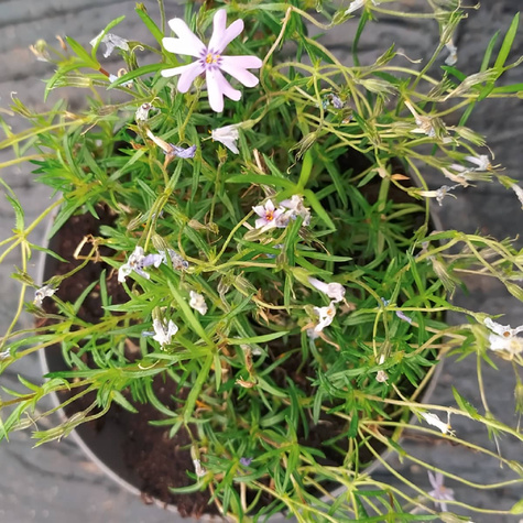 Płomyk szydlasty Fabulous Blue Violet