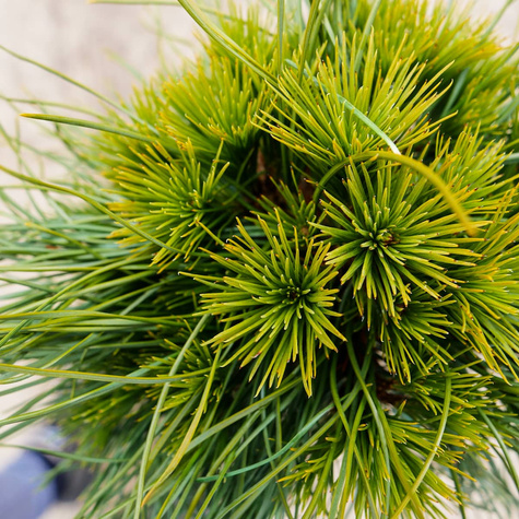 Sosna górska Varella na pniu szczepiona Pa70cm