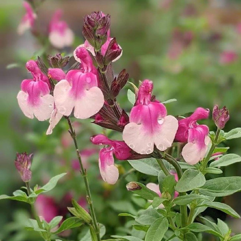 Szałwia greggii Mirage Rose Bicolour (C2)