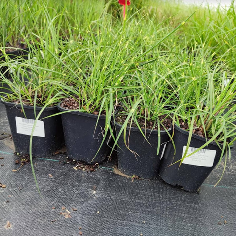 Miskant chiński Gold Bar (C2)