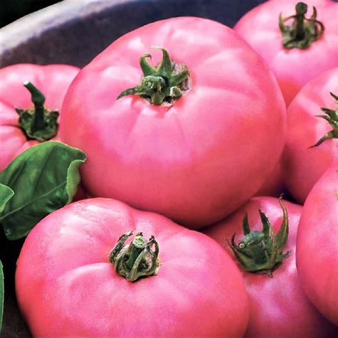 Pomidor gruntowy wysoki - typ malinowy Malinowy Ożarowski 0,5g