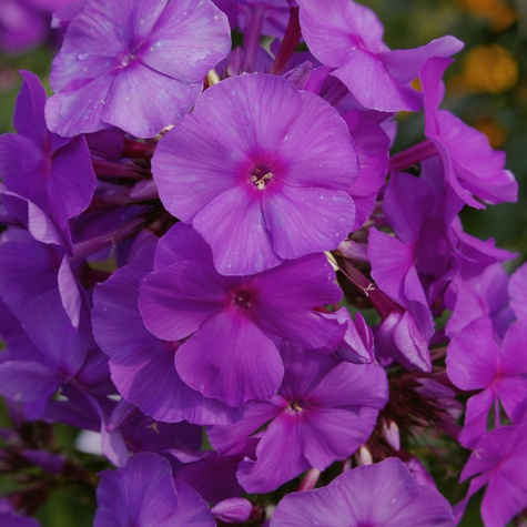 Płomyk wiechowaty Floks Amethyst (C2)