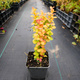 Berberys thunberga Neon Gold (P9)