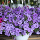 Petunia ogrodowa zwisająca fioletowa 0,05g