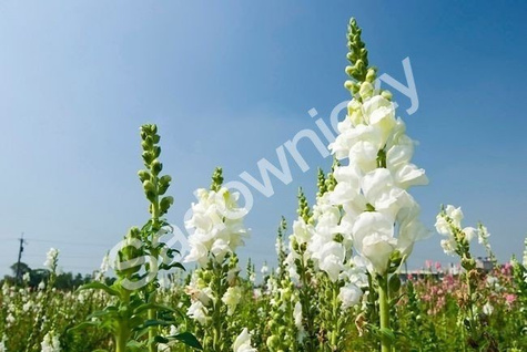 Wyżlin Lwia Paszcza wysoka biała 0,5g