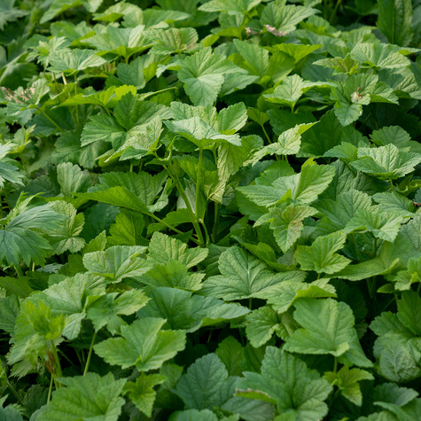 Porzeczka czarna Patio Black w doniczce