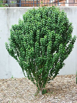 Dereń biały Hessei rzadki okaz