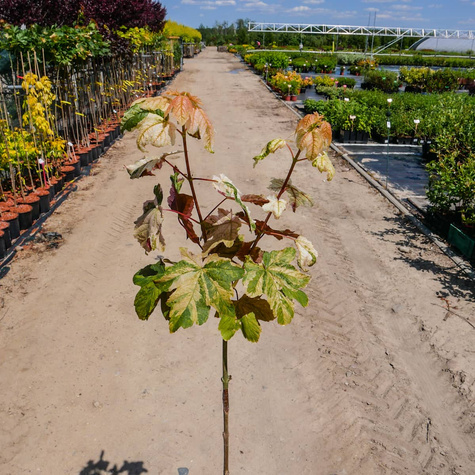 Klon jawor Purpureum Eskimo Sunset szczepiony na pniu