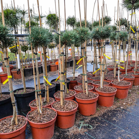 Sosna pospolita Frenshman